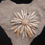 Echinoïde fossiel op matrix - Fossiel skelet - Asterocidaris