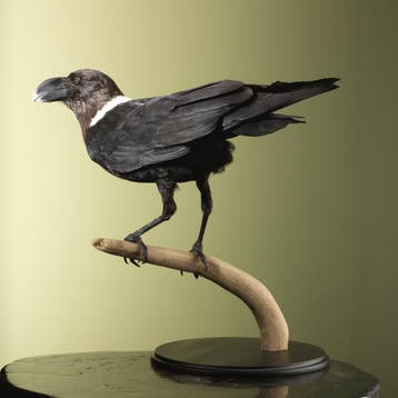 Witnekraaf Taxidermie Opgezette Dieren By Max, Ophalen of Verzenden, Nieuw, Vogel, Opgezet dier