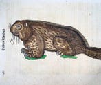 Conrad Gessner [1516-1565]; folio with 2 woodcuts - Alpine