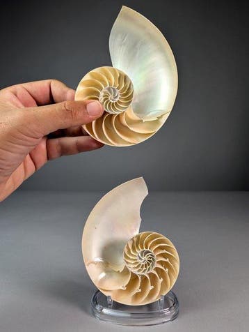 Nautile à chambres sectionnées - Coquillage marin - Nautilus, Collections