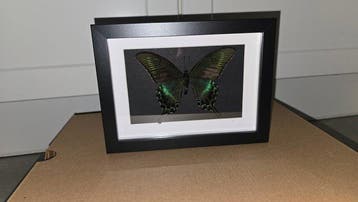 Vlinder Taxidermie volledige montage - papilio maackii