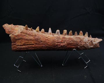 Krokodil - Fossiel onderkaakbot - Elosuchus cherifiensis -, Verzamelen