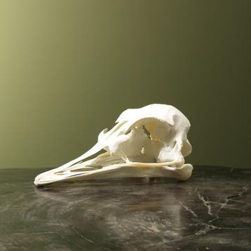 Struisvogel Schedel Taxidermie Opgezette Dieren By Max, Ophalen of Verzenden, Opgezet dier