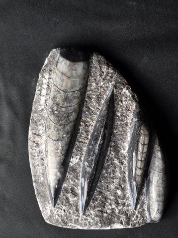 Fossiele tand - Lot of 5 Authentic Fossils (Zonder
