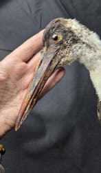 Afrikaanse wollignekreiger, opgezette reiger op een museale, Nieuw