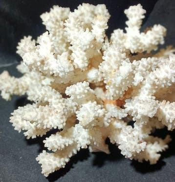 Koraal Koraal - Acropora (Zonder minimumprijs)
