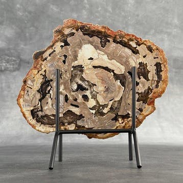 Magnifique tranche de bois pétrifié sur un socle
