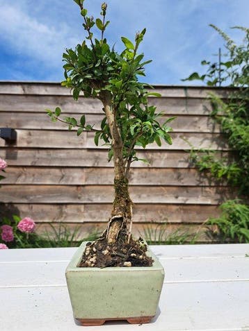 Bonsaï de Grenadier Commun (Punica granatum) - Hauteur