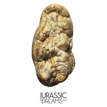 Ours des cavernes géant de qualité gemme (Ursus spelaeus),