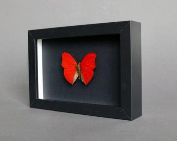 Vlinder Taxidermie volledige montage - Cymothoe sangaris -, Antiek en Kunst
