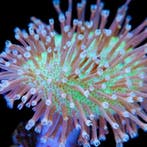 Sarcophyton galaucum Neon Green Body S (Ong. 5 cm)