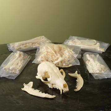 Corsacvos Steppevos Skelet, Verzamelen, Dierenverzamelingen, Ophalen of Verzenden, Nieuw, Wild dier, Opgezet dier