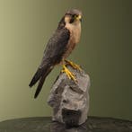 Slechtvalk Taxidermie Opgezette Dieren By Max, Ophalen of Verzenden, Nieuw, Vogel, Opgezet dier
