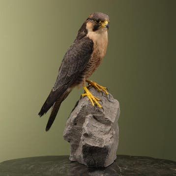 Slechtvalk Taxidermie Opgezette Dieren By Max, Ophalen of Verzenden, Opgezet dier