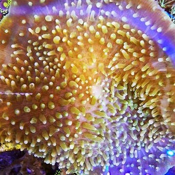Amplexidiscus fenestrafer (Olifantsoor) S