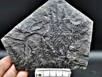 Varen - Gefossiliseerde plant - Alethopteris lonchitica