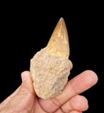 Zeereptiel - Fossiele tand - Mosasaurus sp. - 5 cm (Zonder