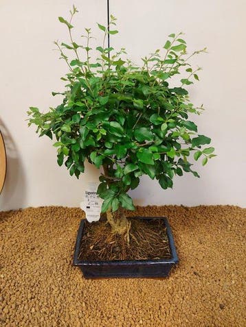 Bonsaï Troène (Ligustrum) - Hauteur (arbre) : 35 cm -