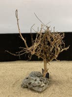 Osaka Bonsai Tree nr 15 - 34x13x43cm - aquascaping boom, Ophalen of Verzenden, Nieuw, Plant(en), Steen of Hout