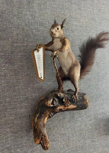 Red Squirrel - Taxidermie volledige montage - Sciurus