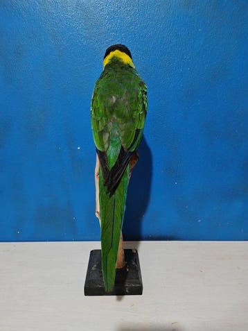 Australische ringnekparkiet Taxidermie volledige montage -, Nieuw