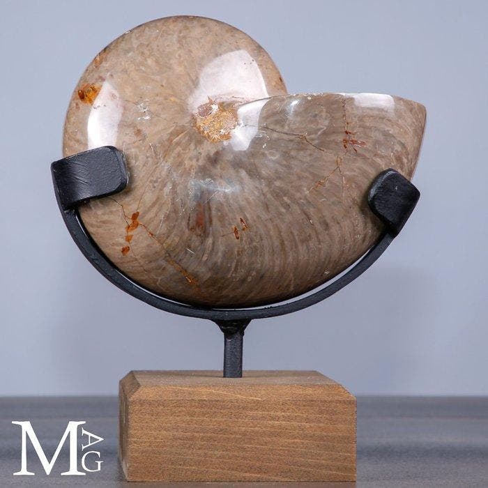 Uitstekend!!! - Grote gepolijste fossiele nautilus – Albien, Antiek en Kunst, Curiosa en Brocante