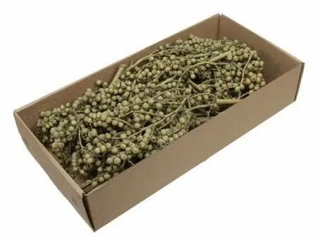 Canella Green wash doosje 20 stuks, Hobby & Loisirs créatifs, Bricolage