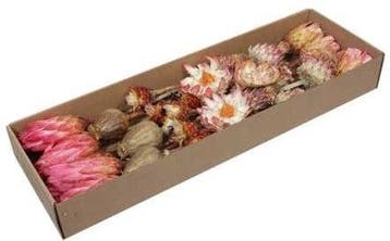 Protea de luxe Exotic assortiment Naturel doos 30 stuks, Nieuw
