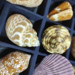 Collection coquillages Miata CONCIGLIE- 620 g - (21)