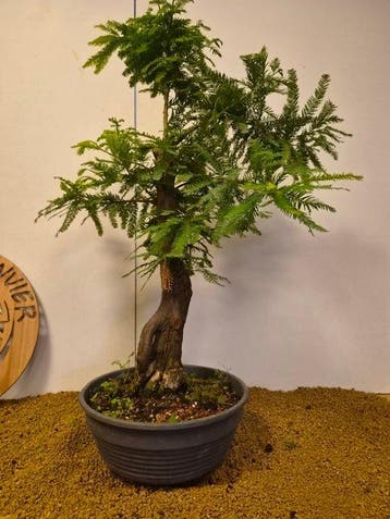 sequoia nord - Hoogte (boom): 70 cm - Diepte (boom): 52 cm -
