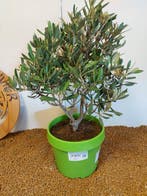 Olijf bonsai (Olea europaea) - Hoogte (boom): 43 cm - Diepte