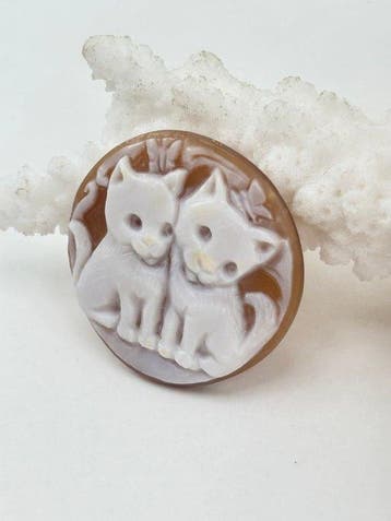 Zonder reserveprijs Cassis madagascariensis - Cameo -