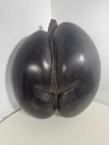 sculptuur, COCO DE MER Seychelles, primi 900’ Noce di, Verzamelen, Nieuw
