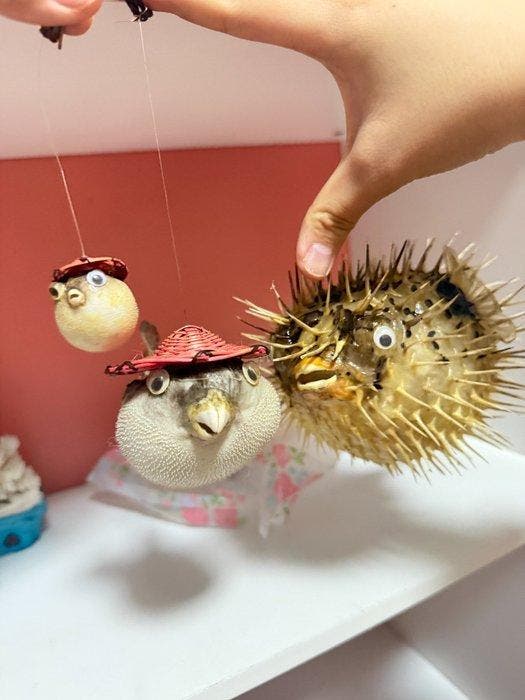 Vis Taxidermie volledige montage - Pufferfish Collection -, Antiek en Kunst, Curiosa en Brocante