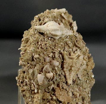 Uitzonderlijke fossiele schelp - op matrix - klassieke, Collections, Minéraux & Fossiles