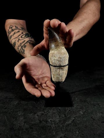 tand van een mosasaurus XXL met wortel - Fossiele tand -, Nieuw