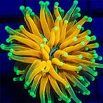 Euphyllia Glabrescens Tiger Torch (ULTRA) (1 kop), Animaux & Accessoires, Animaux Autre