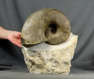 Ongewoon Trias-nautiloïde - Gefossiliseerd dier -