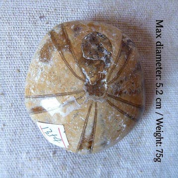 Zee-egel - Fossiele cabochon - 9.1 cm - 9.1 cm (Zonder