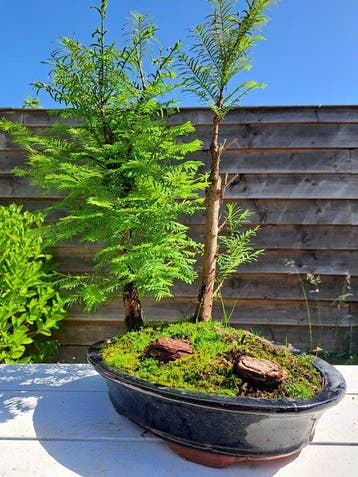 GROOT metasequoia bos dans un grand pot à bonsaï - Hauteur