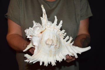 Zeeslak Zeeschelp - S-596 CHICOREUS RAMOSUS, Nieuw