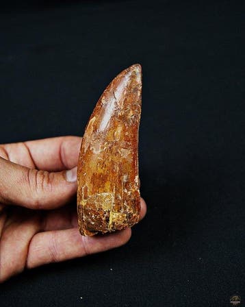 Dinosaurus - Fossiele tand - Carcharodontosaurus saharicus -, Verzamelen