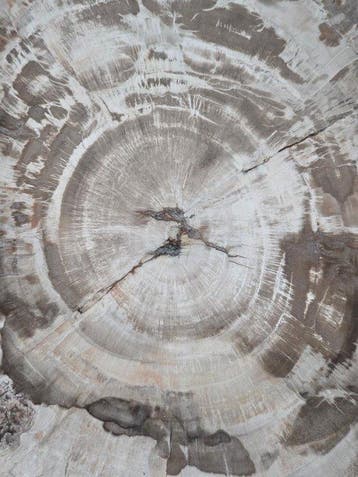 Fossiel hout - Gefossiliseerd hout - 43 cm - 30 cm
