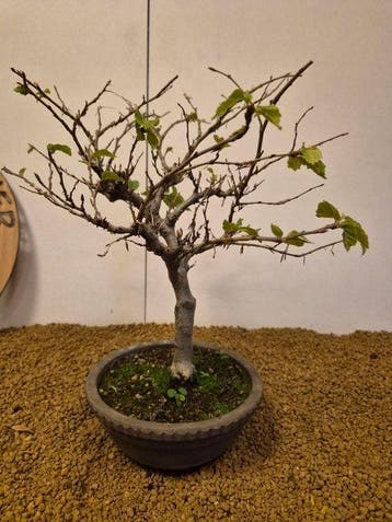 Beukenboom bonsai (Fagus) - Hoogte (boom): 35 cm - Diepte