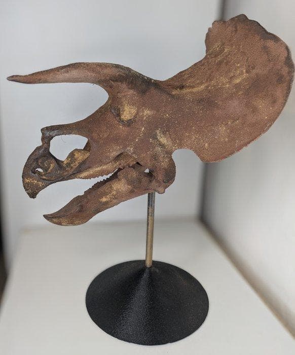 Fossiele schedel - Triceratops horridus- Museum-Grade, Verzamelen, Mineralen en Fossielen