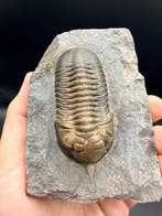 Trilobiet - Gefossiliseerd dier - Morocconite malladoides -, Verzamelen, Mineralen en Fossielen
