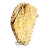 Carcharodontosaurus saharicus dinosaurustand gedeeltelijk