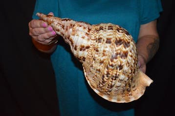 Zeeslak Zeeschelp - S-657 CHARONIA TRITONIS, Nieuw