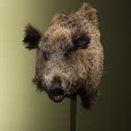 Wild Zwijn Groot Offset Taxidermie Opgezette Dieren By Max, Ophalen of Verzenden, Opgezet dier