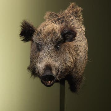 Wild Zwijn Groot Offset Taxidermie Opgezette Dieren By Max, Ophalen of Verzenden, Nieuw, Wild dier, Opgezet dier